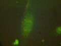 T/R Pink - High fluorescence in EGTA treated Fluo-3 MES cells (400x mag)
