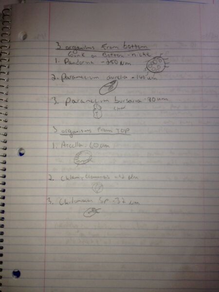 File:Hay Infusion Culture Species.jpg