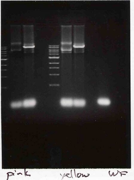 File:Macintosh HD-Users-nkuldell-Desktop-WFbkb pinkyellow.jpg