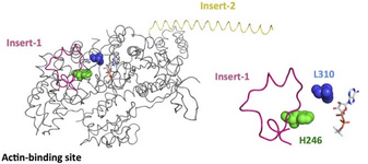 Crystal structure of the myosin 6 motor domain and insert-2 in the pre-powerstroke state. Insert-1 and insert-2 are shown in yellow and pink, respectively, and L310 and H246 are shown as spheres that are blue and green, respectively. In addition, bound MG-ADP-AlF4 is shown as a stick model.
