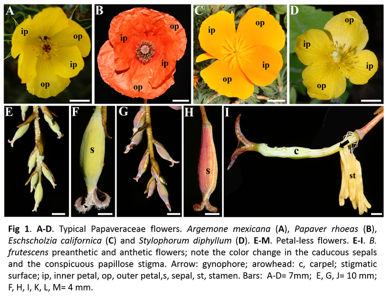 File:Poster cristina.jpg