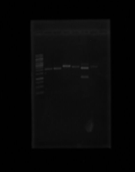 File:Rest mluc5Oct10.JPG