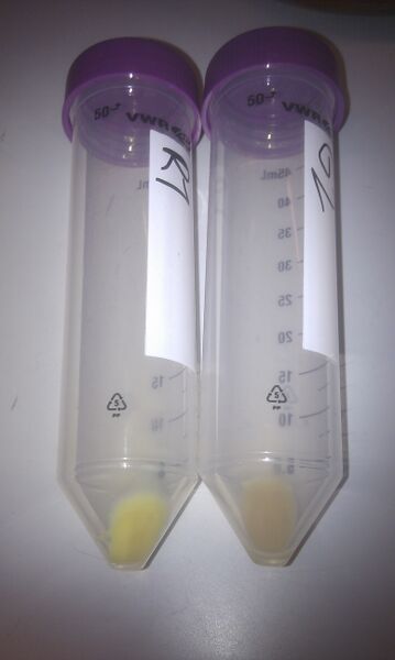 File:RrnB GreA pellets.jpg