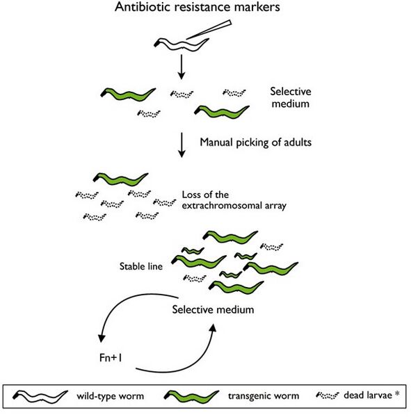 File:Antibiotic Resistance Markers.jpg