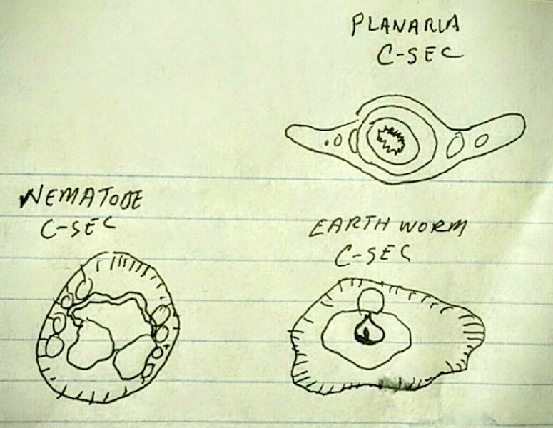 File:BME103 Group51 AUBIO210.jpg