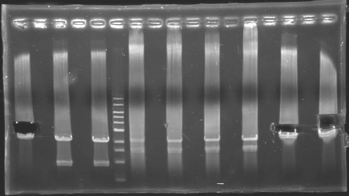 File:Gel0509 1cut.jpg