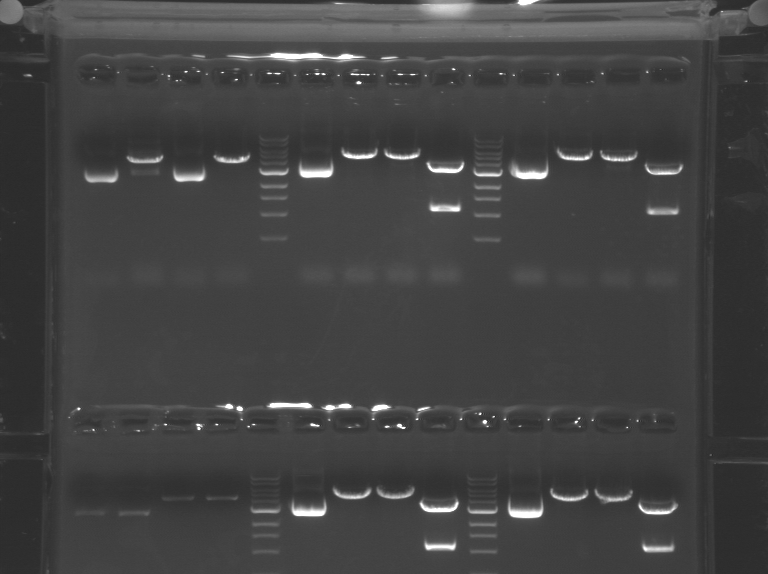 File:Orange M1D5 F12.BMP