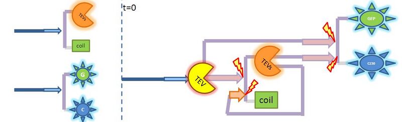 File:2-step amplification.JPG
