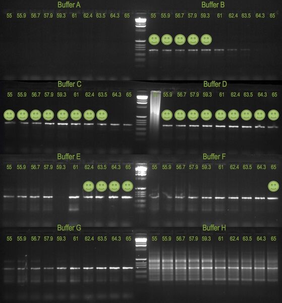 File:20110607 Gel2.jpg