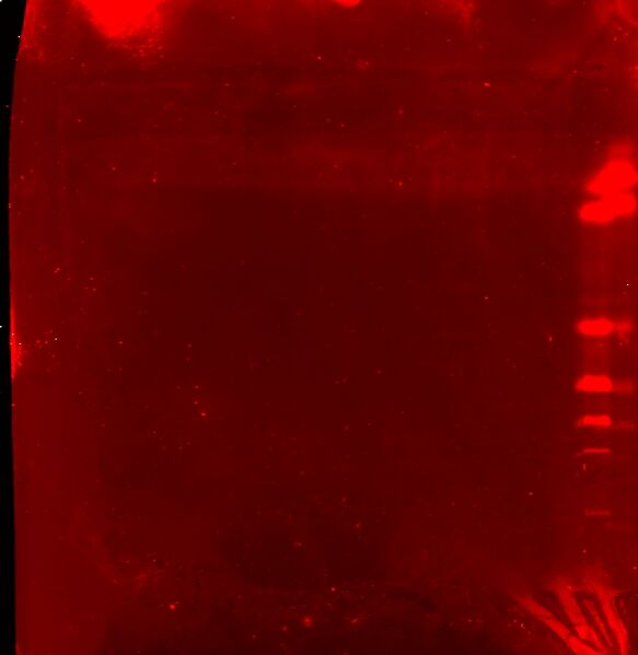 File:Harvard igem 8 18 blot r.jpg