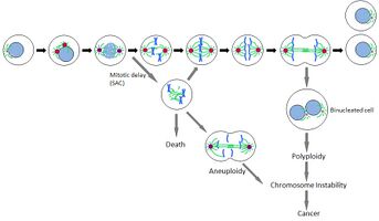 Fig.1: The mitotic spindle is required for chromosome segregation.(click to enlarge)