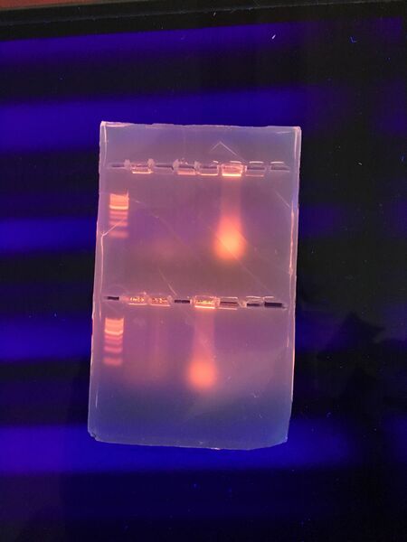 File:AlyssaLillian gel1.JPG