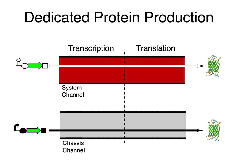 File:Dedicated Protein Production.jpg