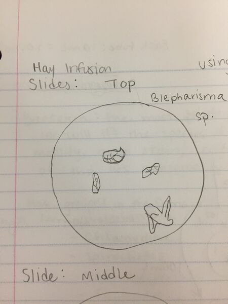 File:Hay Infusion Top slide.JPG