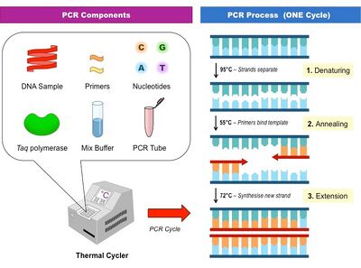 The base components that make up PCR and the process that occurs during the first cycle.