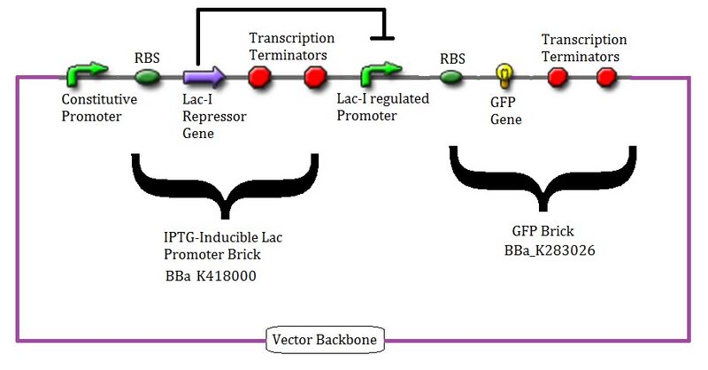 File:Synthetic Bio Device Design.jpg