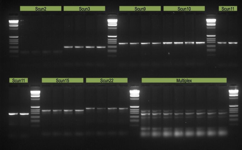 File:20110623 Gel.jpg