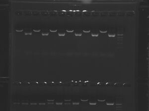 Pink group gel (upper)