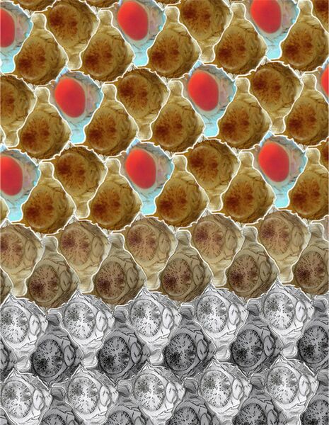 File:Fly tessellation2.jpg