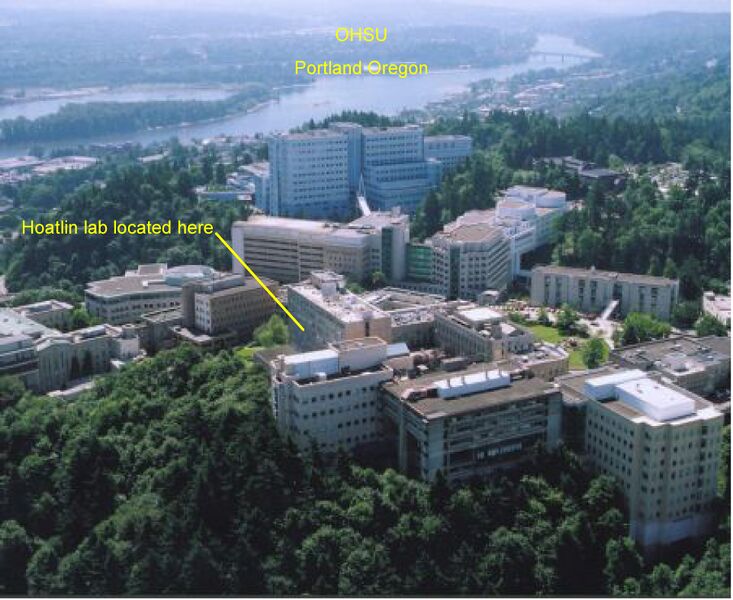 File:HoatlinLab.jpg