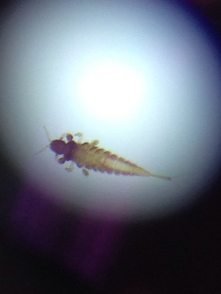 File:Springtail Primitive insect.png