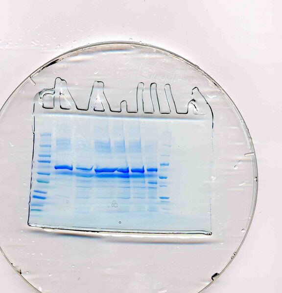 File:20.109 S08 TR-Blue.jpg