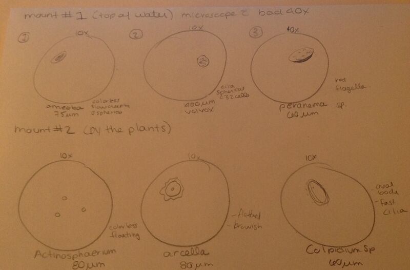 File:Culture Observations.JPG