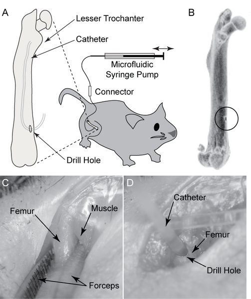 File:Experimental setup.png