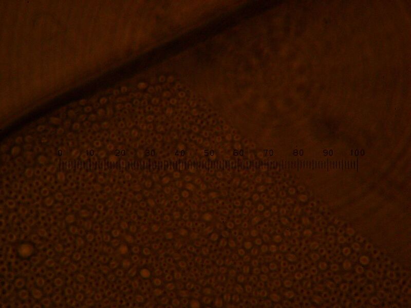 File:IC07 image091.jpg