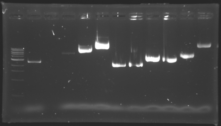 File:Miniprep 150710.jpg