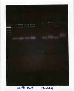 Gel for Blue Group, WF