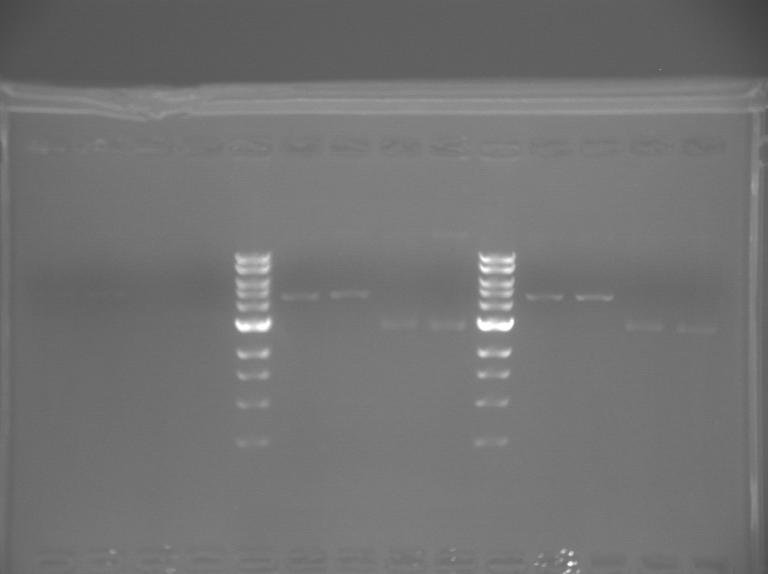 File:20.109(F11) TThPurple.BMP