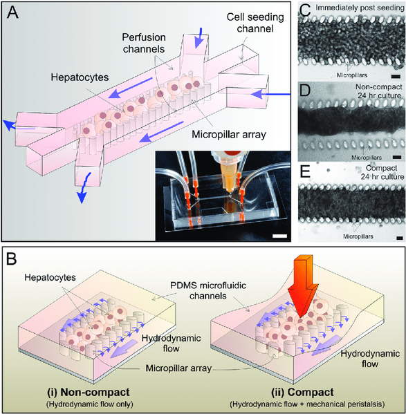 File:3D microfluidic culture.png