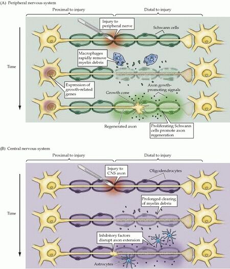 Different responses to damage in the peripheral and central nervous system [1]