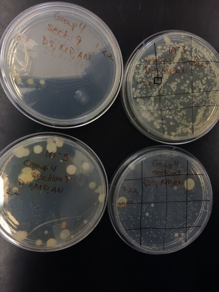 File:Colony morphology 1.jpg