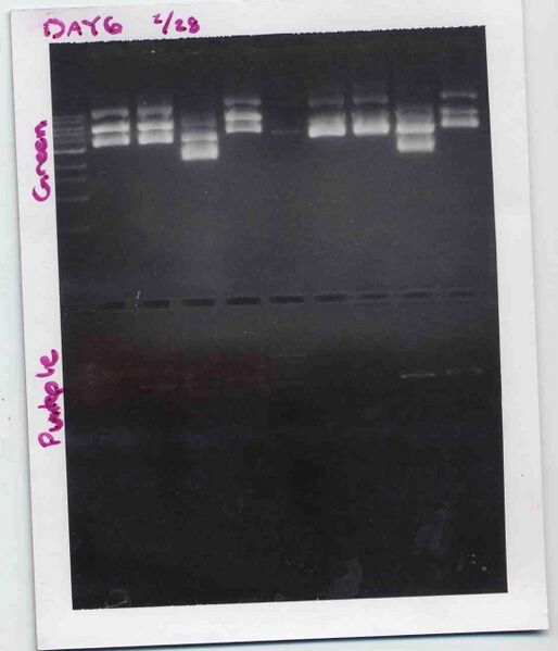 File:S08 M1D6 TR PG.jpg