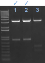 File:KAH 071711 gel2.tif