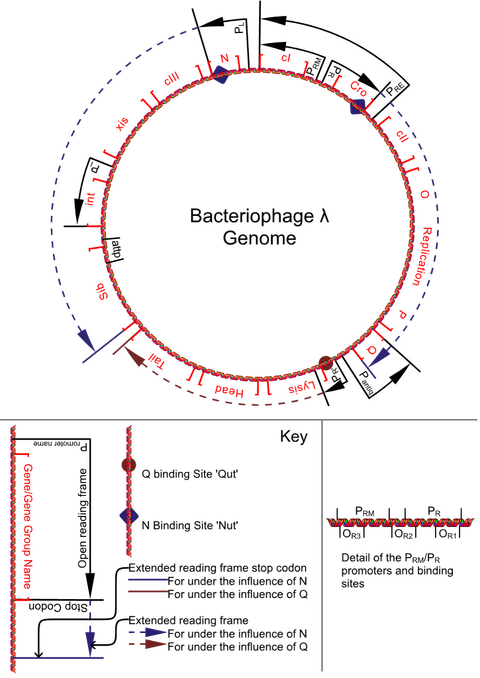 The lambda genome