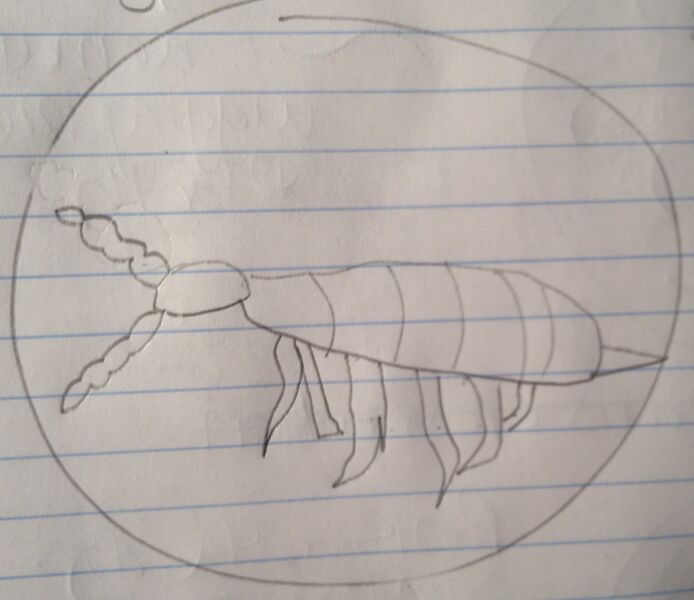 File:Nbonan 15 07 2014 biting louse.JPG