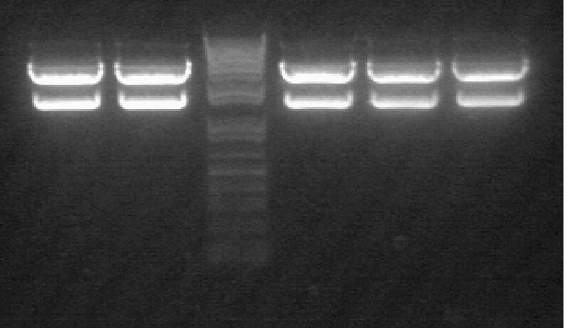 File:Backbone digest confirmatio.jpg