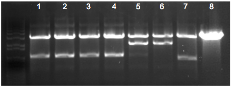 File:KAH 120809 gel1.tif