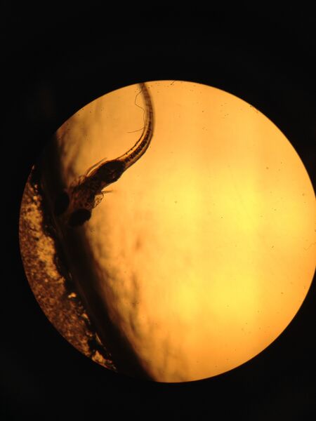 File:More crooked.jpg