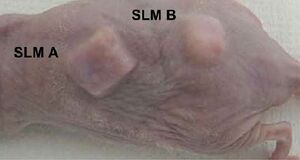 nude mouse with implanted scaffolds