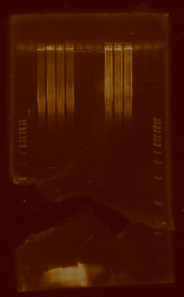 File:PBBRMC5 pSB4C5 gel2.jpg