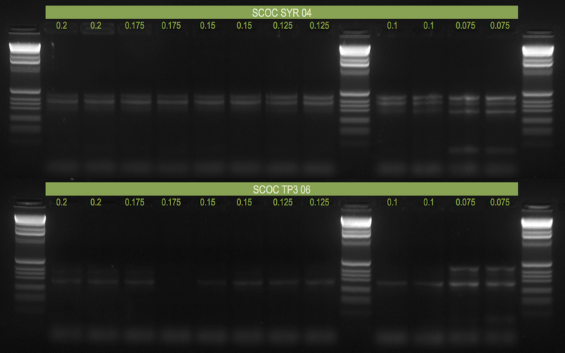 File:20120705 Gel.png