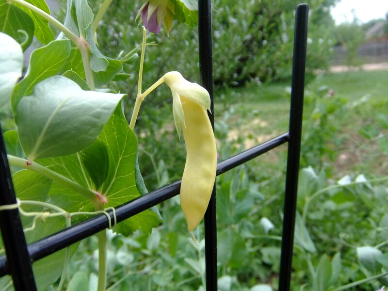 File:Golden Sweet pod1.jpg