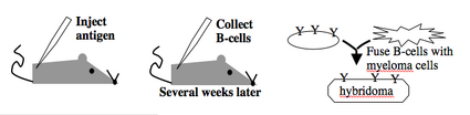 generating monoclonal antibodies