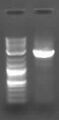 Thumbnail for version as of 15:30, 14 January 2008