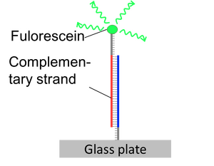 Confirmed by DNA hybridization