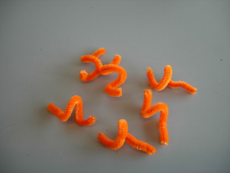 File:Cornell curly antennae.jpg